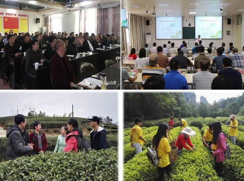 科技赋能茶香飘 安溪茶学院茶学系教工党支部打造产业振兴示范网，